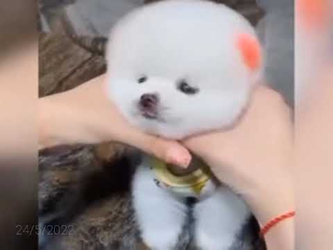 cute puppy like and subscribe