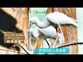 野鳥図鑑 Bronx Zoo African Spoonbill アフリカヘラサギ