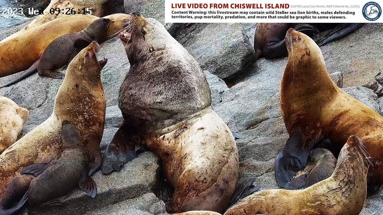 ASLC Live Cam of Endangered Steller Sea Lions in the Gulf of Alaska