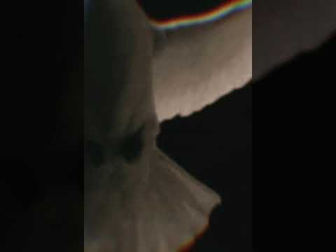 Boogz-Poetry In Motion Music Video Prod by 101 Beats