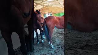 Download lagu The Science Behind Successful Horse Breeding 125 mp3