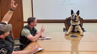 When a 200 IQ Dog Becomes Your Boss 😲 Funniest Dog Ever!