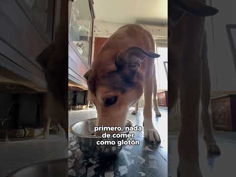 Mi perro está obeso...