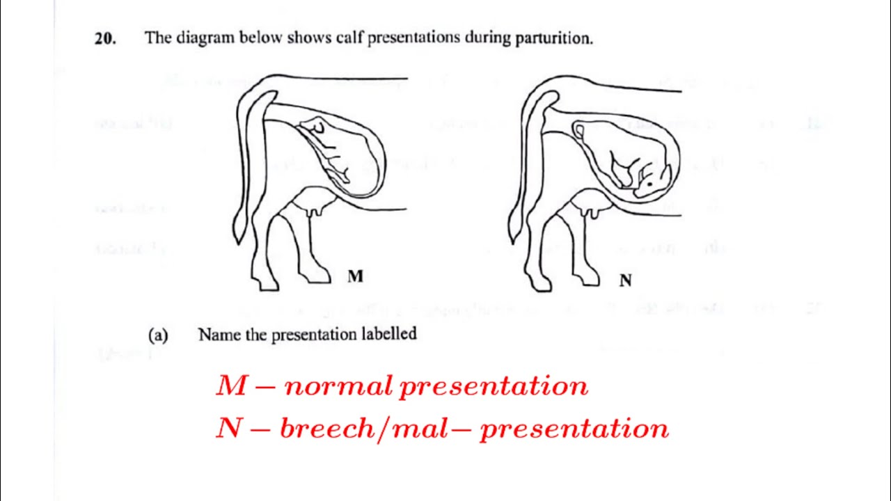 KCSE 2017 paper 2 #Agriculture questions and answers #livestock production #farm equipment
