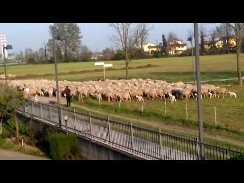 Movimento pecore e cavalli