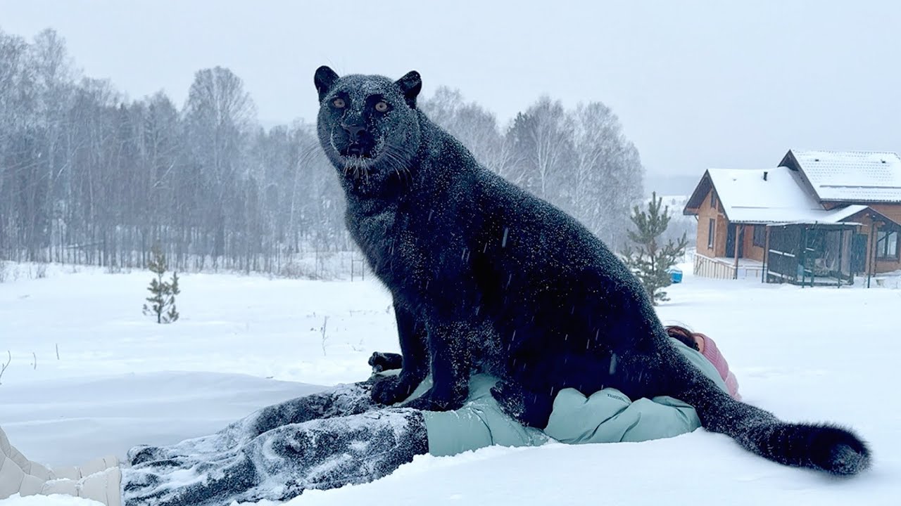 Evening Walk with Luna the Panther — Playtime Before Sleep