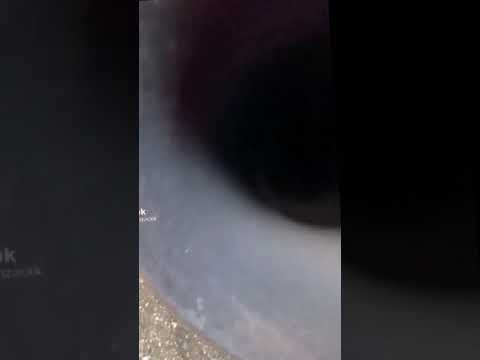 Surprise🐣 [illusion] #shorts