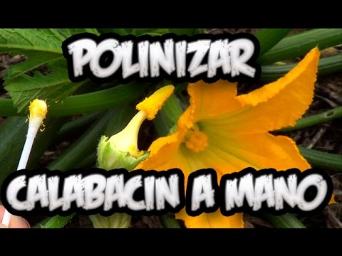 , title : 'Flor Hembra Y Flor Macho Polinizacion Manual Calabacin || La Huertina De Toni'