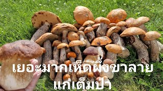 เก็บเห็ดผึ้งขาลายแก่เต็มป่าแล้วจ้า#เก็บเห็ดนอร์เวย์ #นอร์เวย์