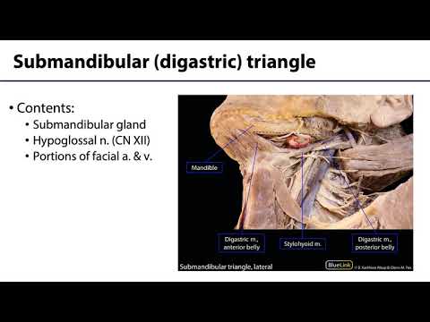 Parotid and Submandibular Triangle LO - Submandibular Triangle
