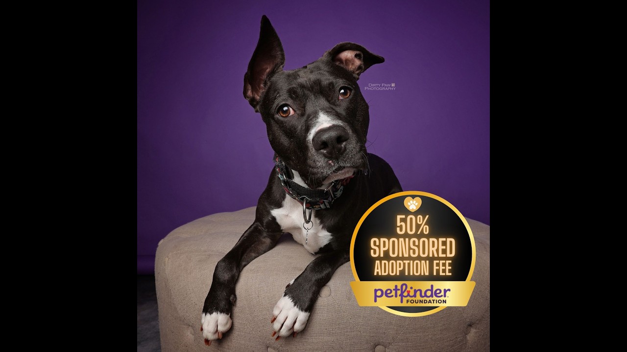 Petunia, a Adoptable Mixed Breed in Fairfax, VA video 2/6