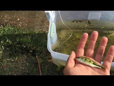 SAVING Thousands Of BABY FISH FROM POND EATERS