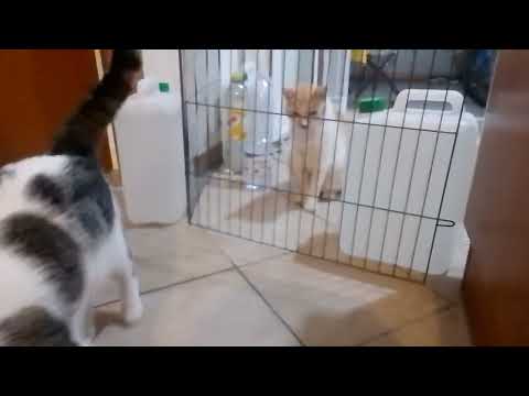 Teo - are you cranky if you don't eat breakfast on time?