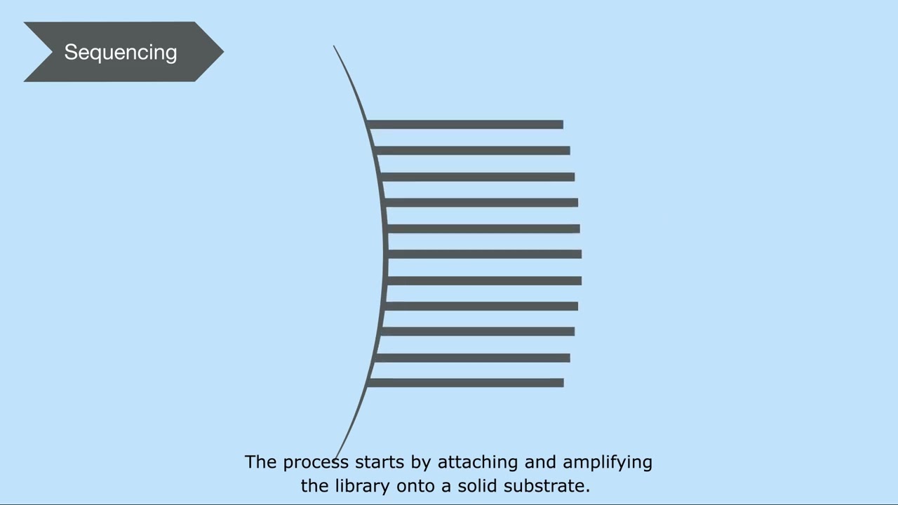 How Next Generation Sequencing (NGS) Works