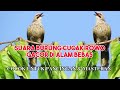 MASTERAN & PANCINGAN BURUNG CUCAK ROWO GACOR DI ALAM BEBAS