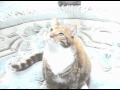 Mylo The Cat Performs I M Just A Cat And I M Doing Cat Stuff Live