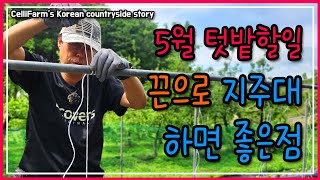 텃밭작물 관리 이제부터 시작입니다 첼리팜 시골이야기 CelliFarm's Korean countryside …