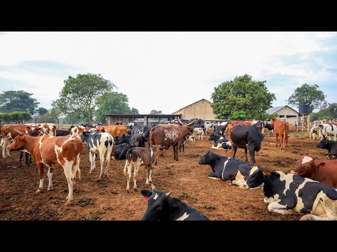 , title : 'How we Raise OVER 100 Cows on the Farm'