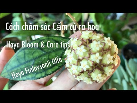 , title : '🇨🇦 Chia sẻ cách châm sóc Cẩm Cù ra hoa | Hoya Finlaysonii Bloom, Care&tips'