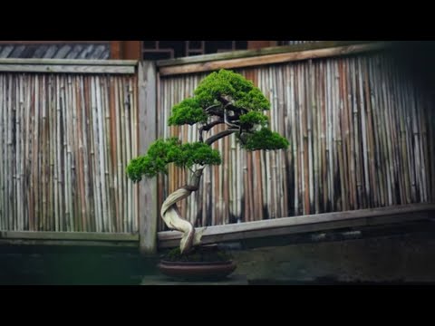Bonsai tree exhibition 2021 part 13