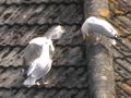 Seagull Fight