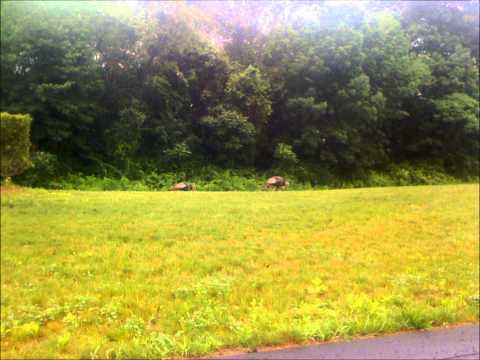 Richard Ramirez - Trick