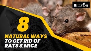 8 Natural Ways to Get Rid of Rats & Mice Without Harming Them - Humane Home Remedies For Pests
