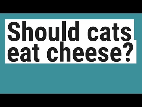 Should cats eat cheese?