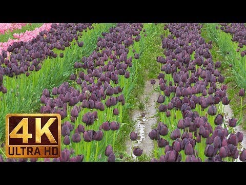 4K Ultra HD Nature Film   Incredible Turkey  Episode 1   Trailer