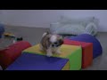Shih Tzu dogs for sale: Pepper - Video 1