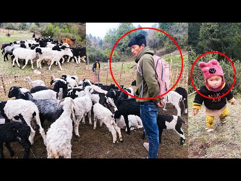 Sanjip & Jonson herding sheep || Shepherds life Nepal@pastorallifeofnepal