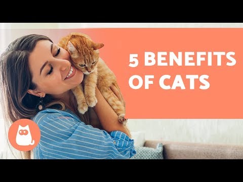 5 BENEFITS of Having a CAT For Health and Happiness