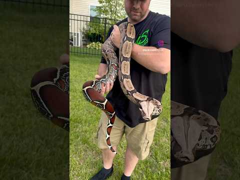 Suriname Boa Constrictor (True Redtail Boa) at 45 Scales