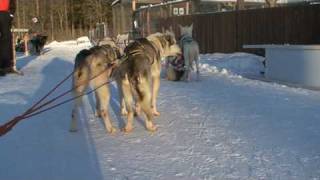 preview picture of video 'Husky ride - Finland'