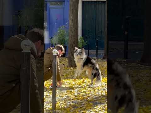 J'ai vu ce type et son chien jouer dans les feuilles 🥹🥹🥹
