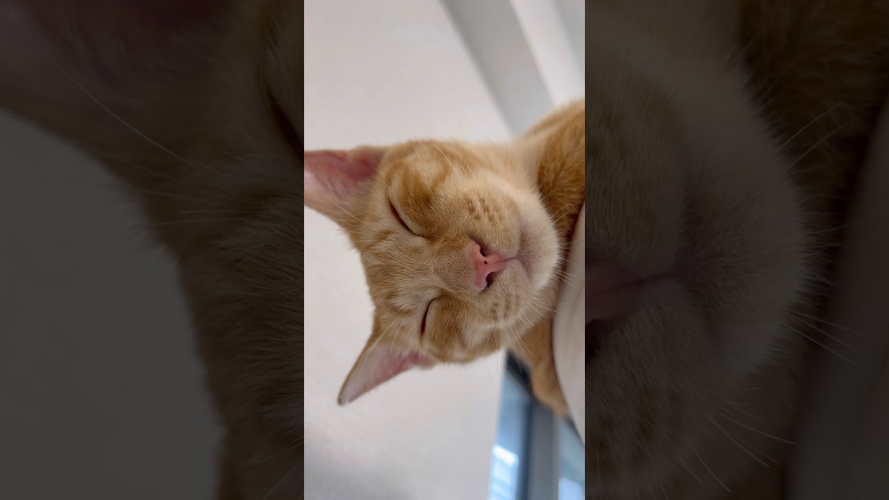ちょっと笑ってる？😴 ＃きなとなこ＃きなとなこの成長記録＃きなとなこときこ＃きなとなこときこの成長記録#茶トラ＃茶トラ兄弟＃猫のいる暮らし#猫 #cat