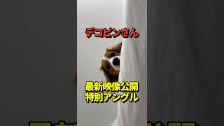 🐶大谷翔平がデコピン映像をInstagramに久々投稿！肉球までくっきり！