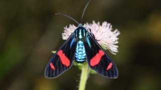 preview picture of video 'MARIPOSA COLORIDA Uranophora splendida - wasp moth -moth mimics a wasp'