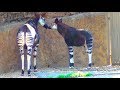 Okapi - Los Angeles Zoo 