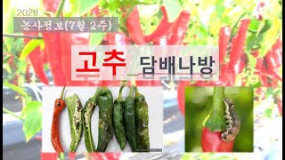 [농사정보] (7월2주)  고추_담배나방