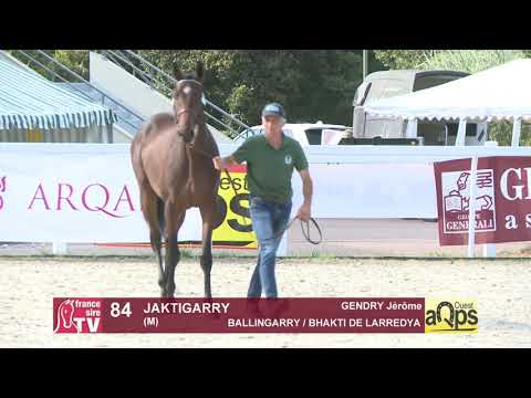 Show AQPS Ouest 2021 - Lot 84