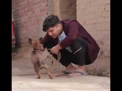 mridul vs dog #shorts