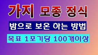 [텃밭농부 1,416]  가지 모종 정식. 1포기 키워서 100개이상 따 먹기. 밤으로 보온하는 방법 #가지…