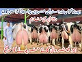 Rana Dairy Farm Imported Cows Cows Farm Best Cows In Punjab