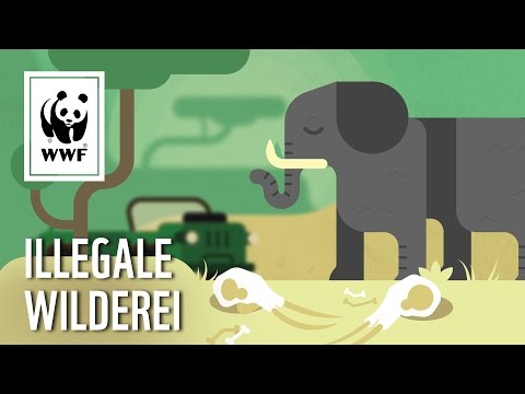 Wilderei stoppen: Afrikanische Elefanten und andere bedrohte Tiere | WWF Deutschland