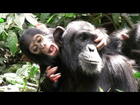 Are chimps people too?