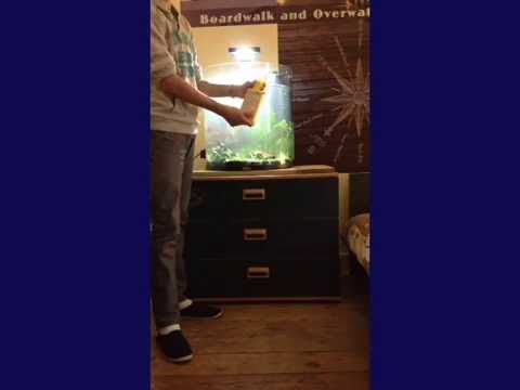 comment remplir un aquarium pour tortue