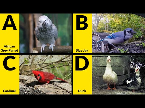 ABC Birds for Children - Learn Alphabet with Bird Names for Toddlers & Kids