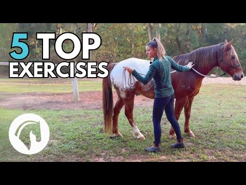 Groundwork Exercises For Horses: 5 Best Exercises