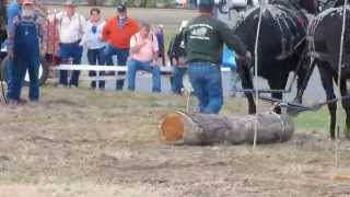 Pete Stratton 1st Log Skid at the World Percheron Congress 2014